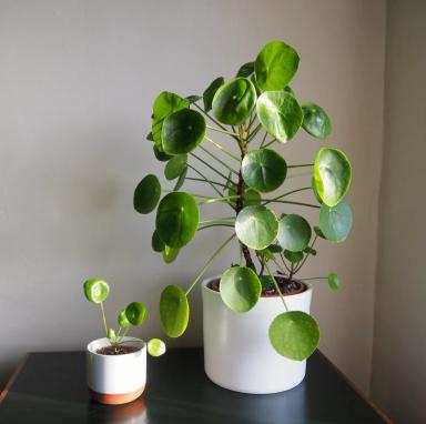 Pilea avatar