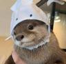 Otterly avatar